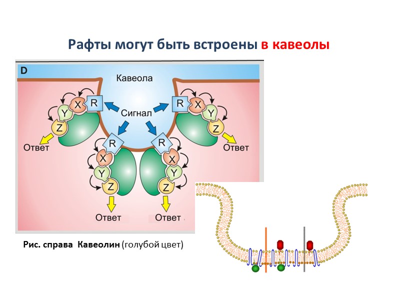 Рис. справа  Кавеолин (голубой цвет)   Рафты могут быть встроены в кавеолы